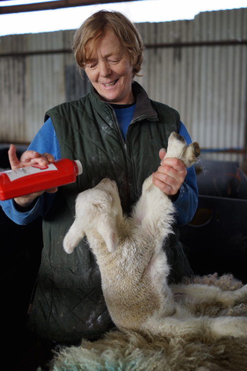 Applying talcum powder to a lamb to reduce the chance of rejection by the mother