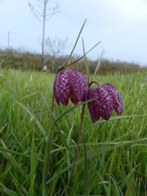 Fritillaries found in wildflower meadows in spring