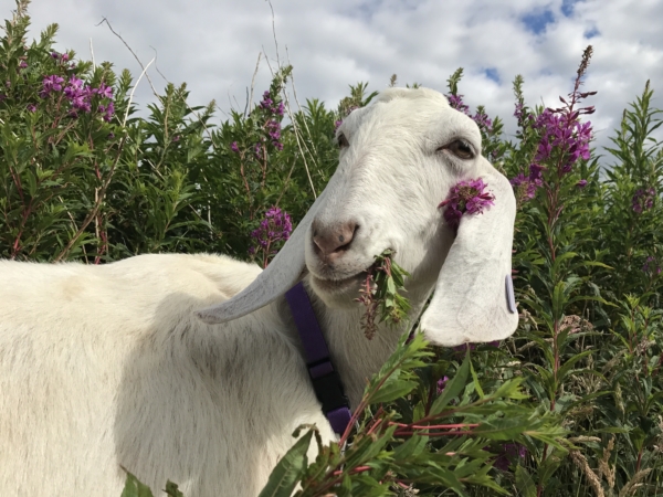 Goats - Facts, Diet, Milk & Habitat Information