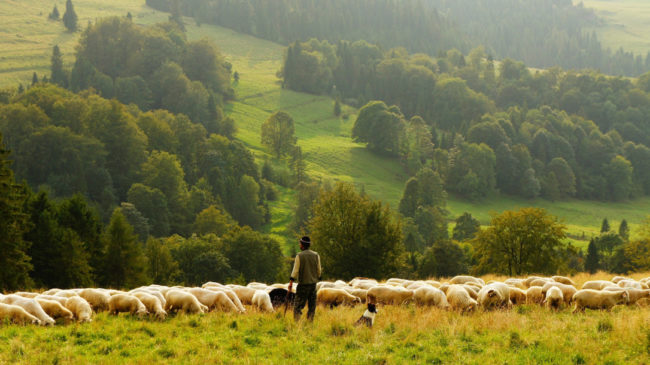 Sheep and sheepdog on the farm