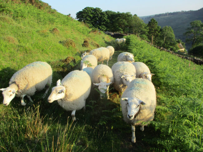 Sheep at the farm in Wales