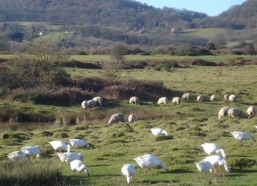 Geese grazing alongside sheep on a common