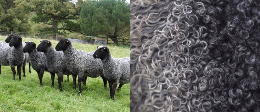 Gotland sheep and their wool
