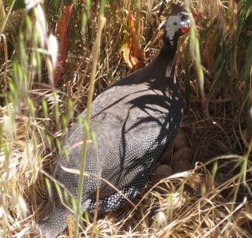A guinea fowl hen with a nest of eggs