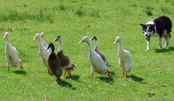 A dog herding Indian runner ducks