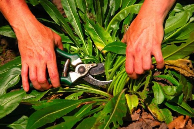 Harvesting woad with secateurs