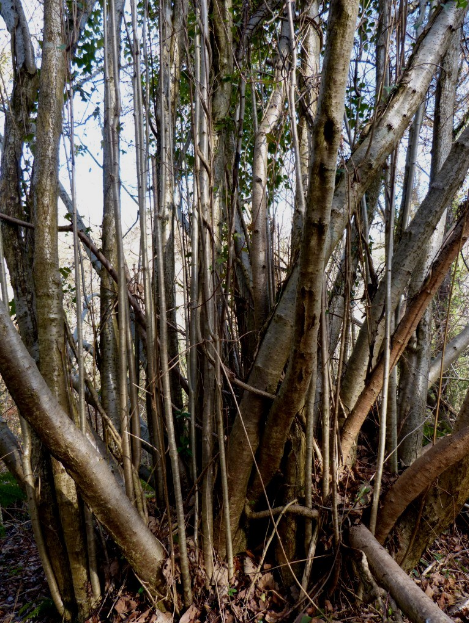 Common Hazel suitable for making walking staffs