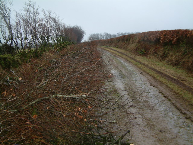 Trimmed beech hedges in Exmoor