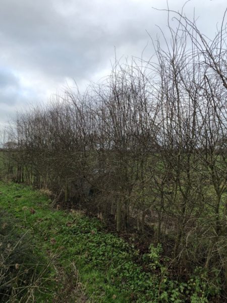 Before hedgelaying for wildlife