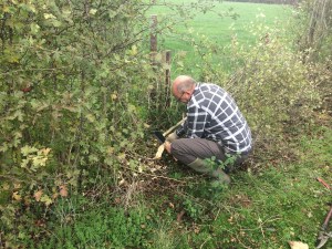Laying a hedge in south east Somerset