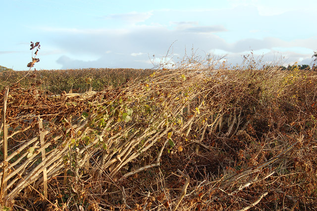 Why hedgelaying makes a better hedge