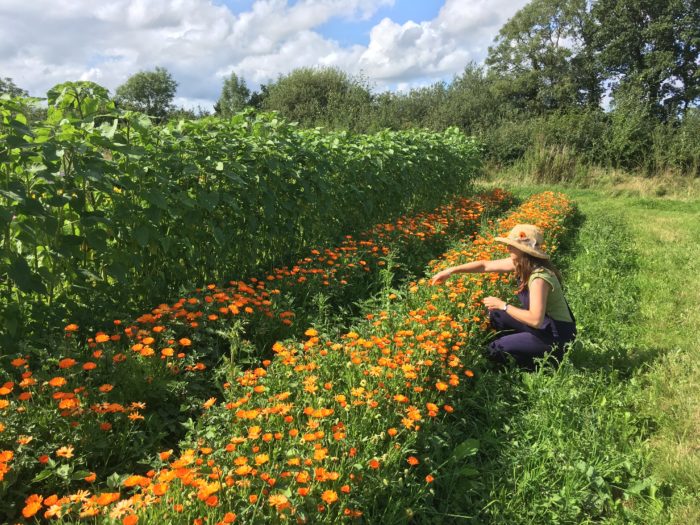 Harvesting calendula at an ELC smallholding