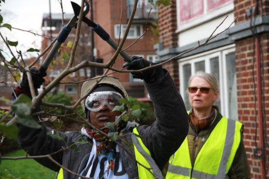 Establishing urban orchards