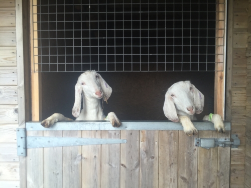 A pair of Anglo Nubians