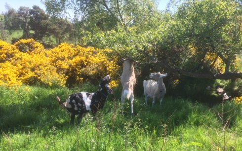 Foraging goats