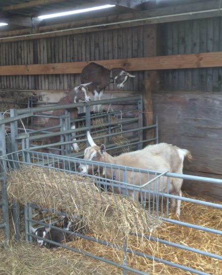 Goats in their house