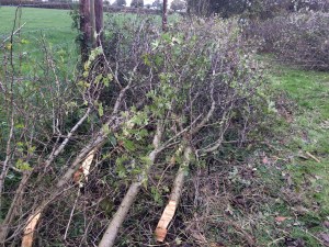 Hedgelaying in Dorset