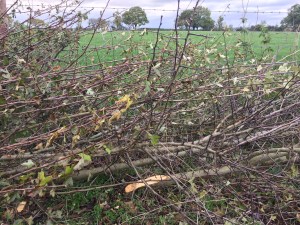A laid hedge