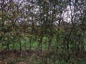A hawthorn hedge