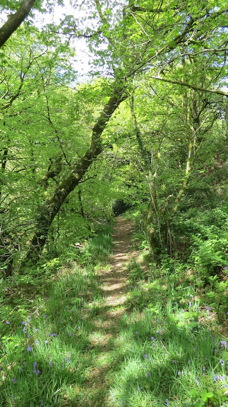 Woodland path at Temple Druid Community