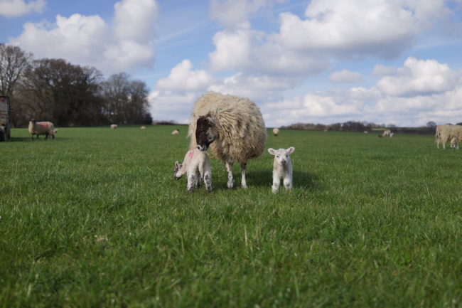 A ewe with her lambs in the field