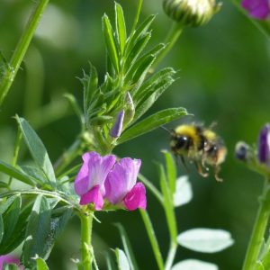 A male Early bumblebee feeding from Common vetch