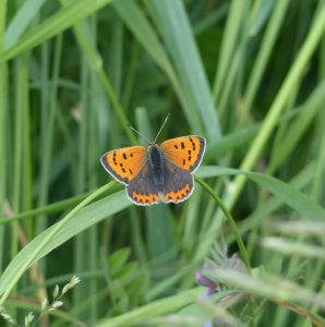 Small Copper butterfly in a meadow