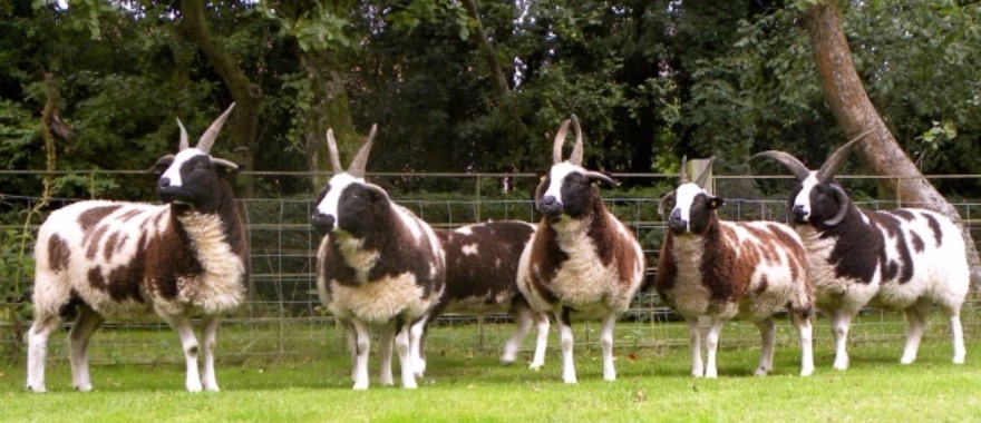 Jacob sheep with horns