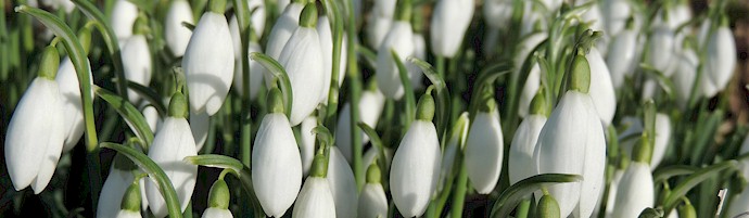 Jansnowdrops