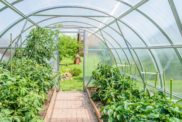 What to sow, plant and harvest in your polytunnel or greenhouse in July