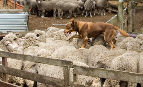 Australian Kelpie sheepdogs are known for running across the backs of sheep
