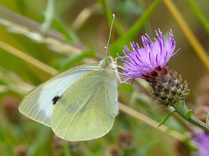 Large White Butterfly on Common Knapweed photographed by Jo Cartmell