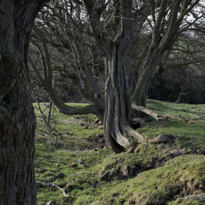 Wizened trees at Gazegill Farm