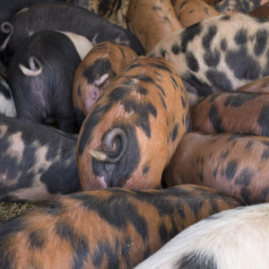Pigs at Gazegill Farm