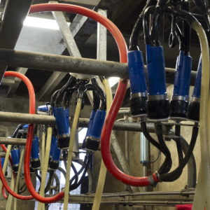 Milking equipment at Gazegill Farm