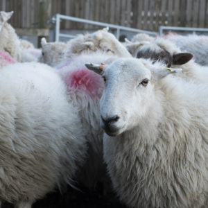Sheep at Gazegill Farm