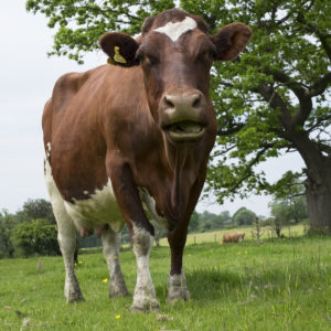 A dairy cow at Gazegill Farm