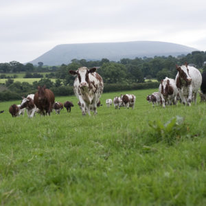 Gazegill Farm dairy herd
