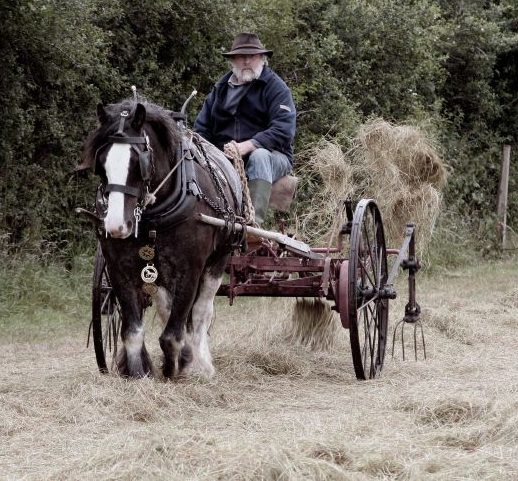 Making hay the old fashioned way 
