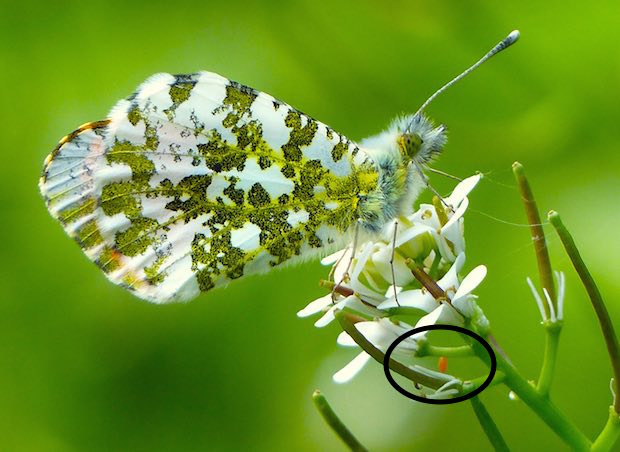 Male Orange Tip butterfly with egg on Garlic Mustard in a photo by Jo Cartmell