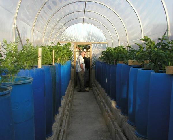 What to sow, plant and harvest in your polytunnel or greenhouse in May