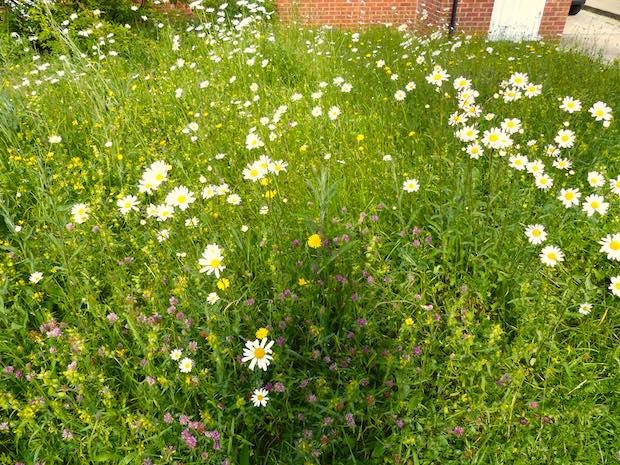 Jo’s Mini Meadow Part 4: wildflower meadows leave nature in charge