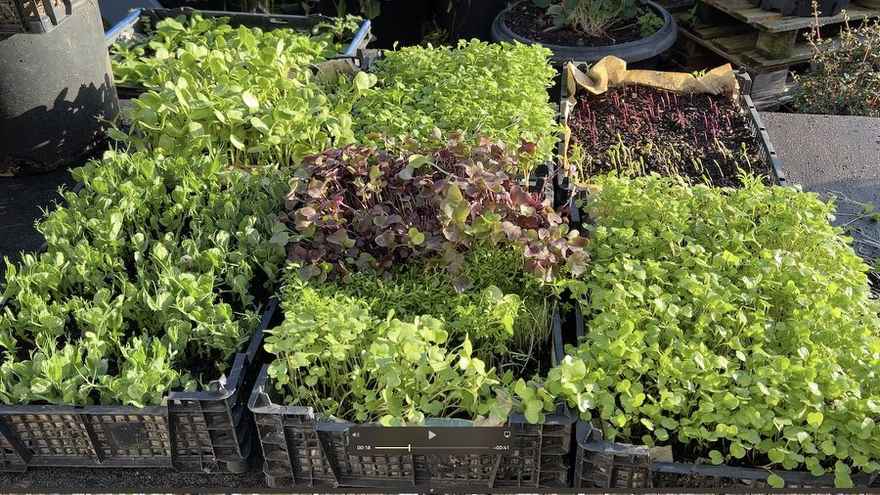 Fresh Salad Every Day? Growing Microgreens at Home in a Small Space