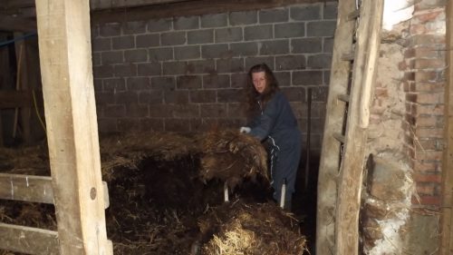 Harvesting the litter from over-wintered livestock