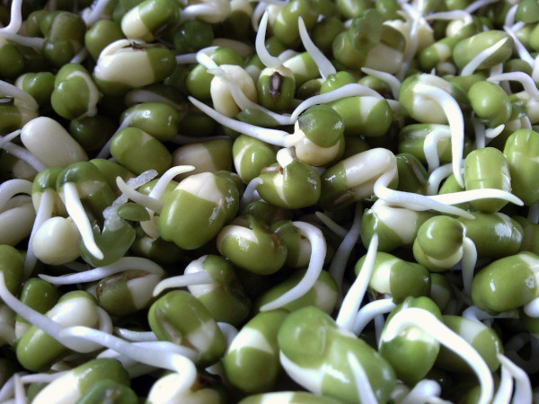 The benefits of sprouts – living superfoods