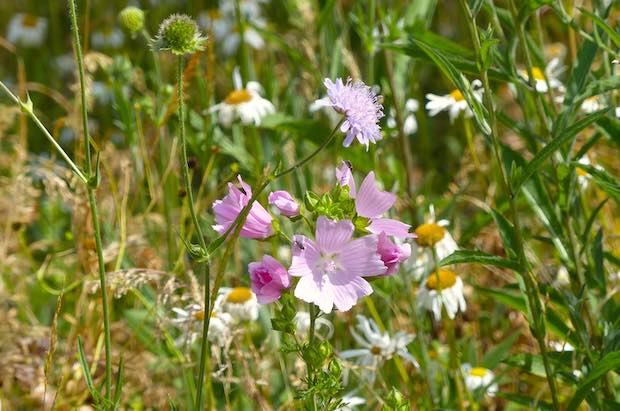Musk Mallow and Field Scabious in the Mini Meadow at the start of July by Jo Cartmell