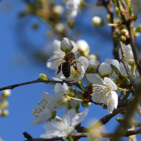 Myrobalan blossom