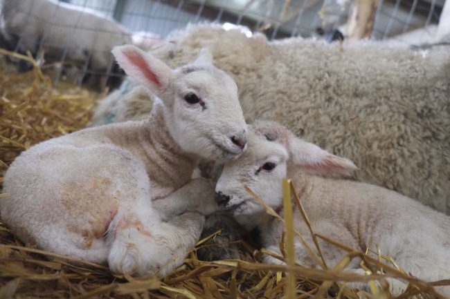 A beginner’s guide to lambing: from tupping to lookering