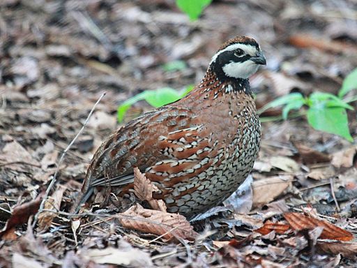 Bobwhite quail