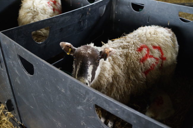 Numbering and ringing is an important procedure in lambing to keep track of new arrivals